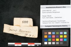 Foto (Objekt + Etikett) von Epacris kymeana Ettingshausen (NHMW-GEO-2024-0188-8192)